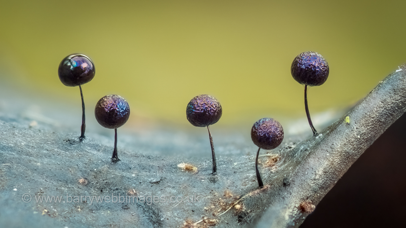 Photo © Barry Webb Lamproderma scintillans by Barry Webb